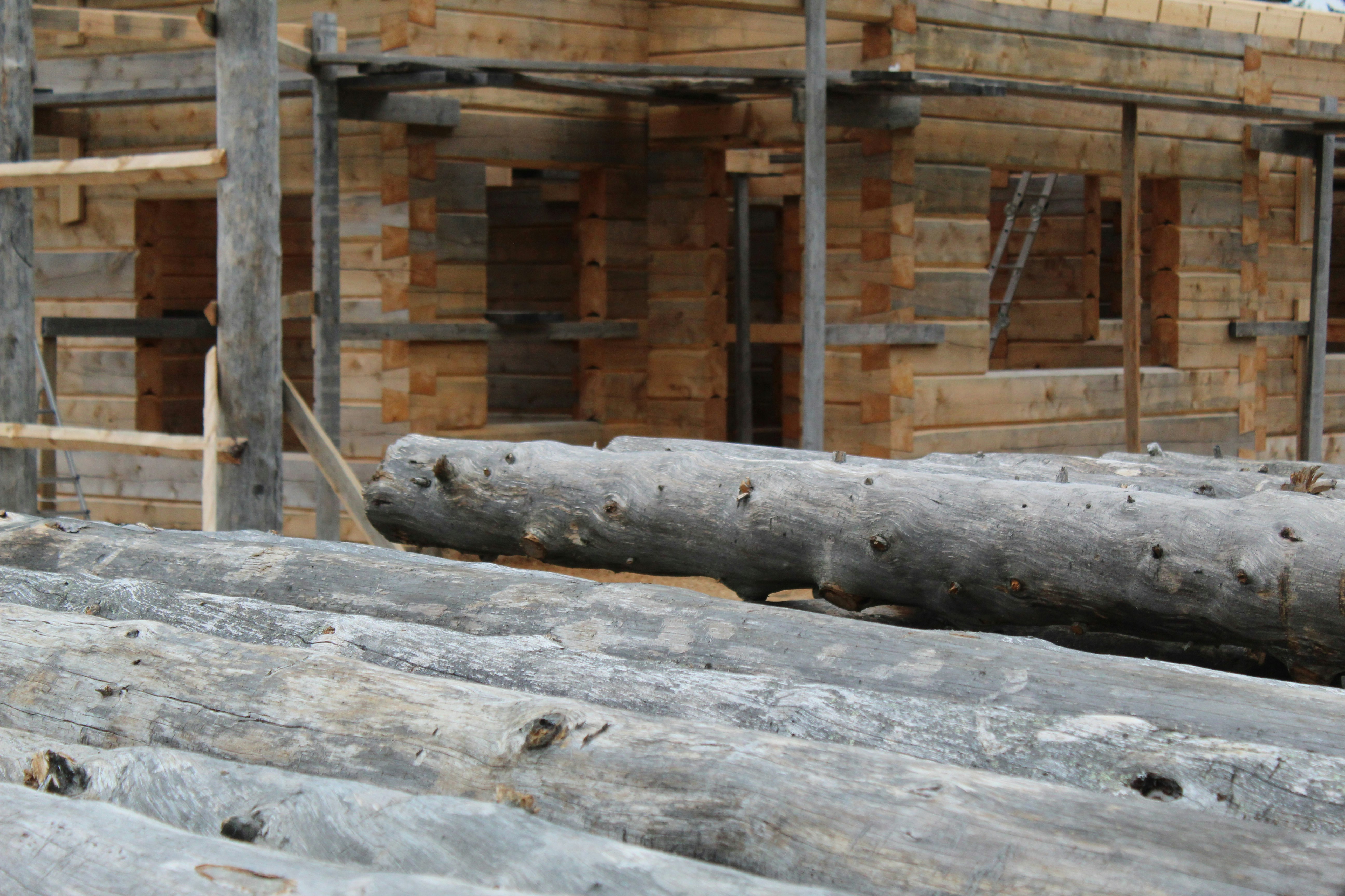 brown and white wooden log